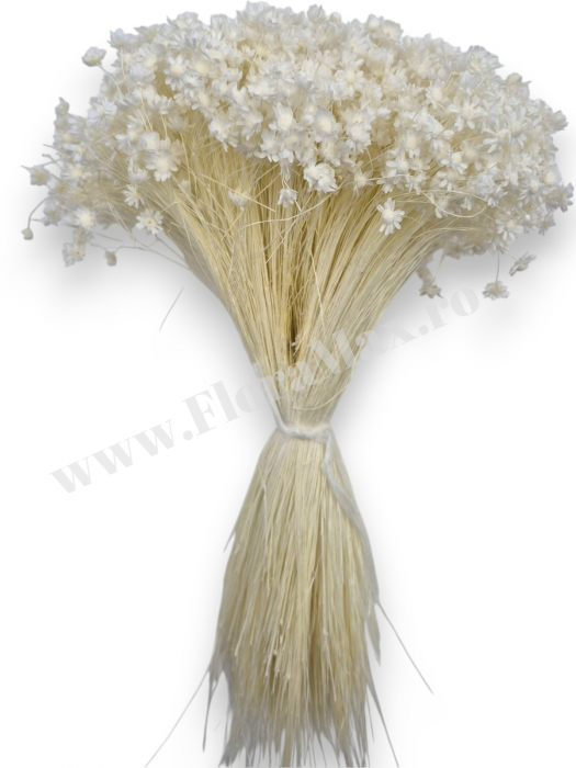 Glixia flori uscate naturale – buchet decorativ colorat pentru aranjamente florale, nunti si decor interior [3]