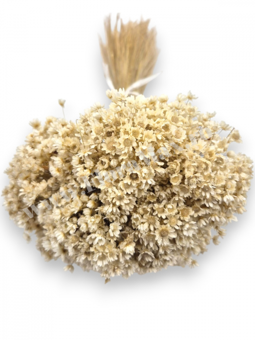 Glixia flori uscate naturale – buchet decorativ colorat pentru aranjamente florale, nunti si decor interior [3]