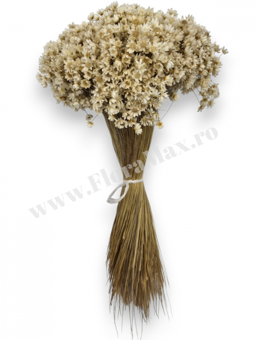 Glixia flori uscate naturale – buchet decorativ colorat pentru aranjamente florale, nunti si decor interior [2]