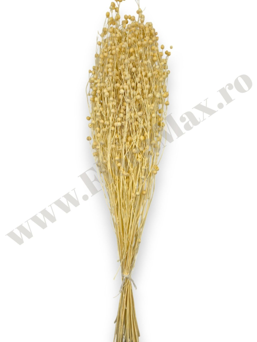 In ( Lino ) ALBIT 100 grame [3]