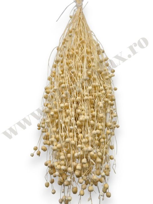 In ( Lino ) ALBIT 100 grame [2]