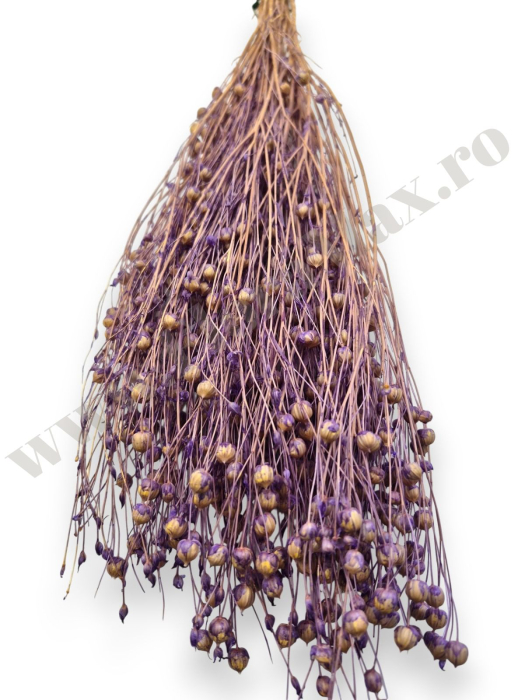 In ( Lino ) LAVANDA 100 grame [3]