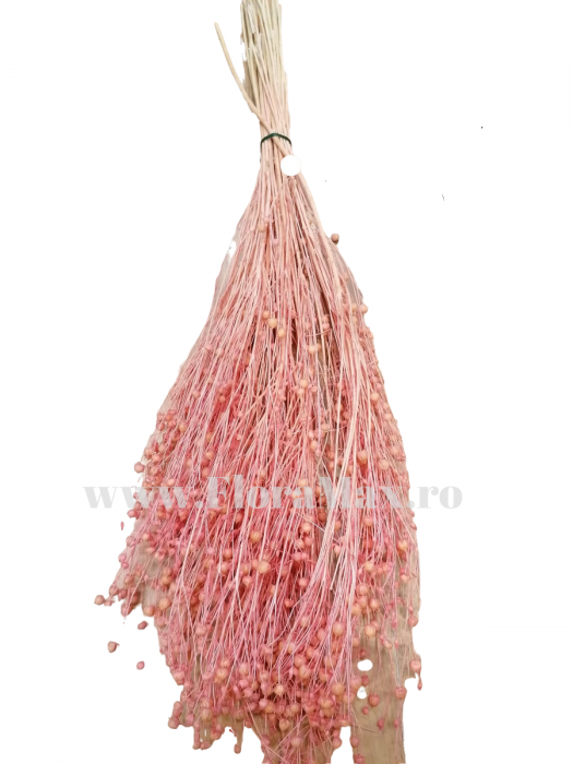 In ( Lino ) ROZ INCHIS 100 grame [1]
