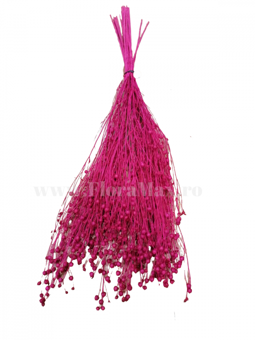 In ( Lino ) FUCSIA 100 grame [1]