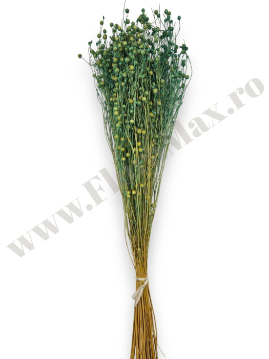 In ( Lino ) TURCOAZ 100 grame [3]
