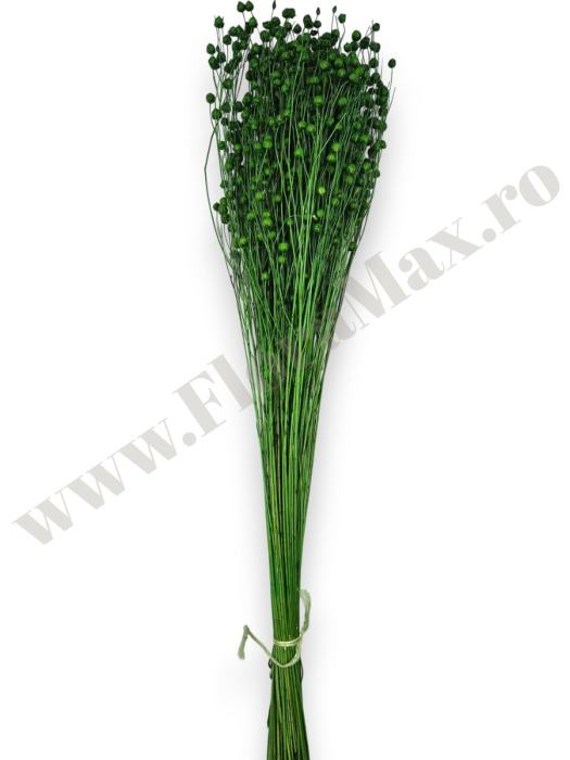 In ( Lino ) VERDE 100 grame [3]