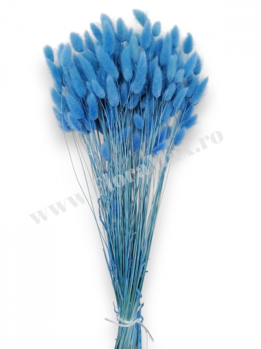Lagurus uscat - Flori decorative naturale [2]