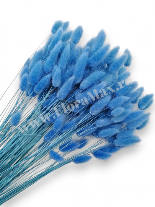 Lagurus uscat - Flori decorative naturale [1]
