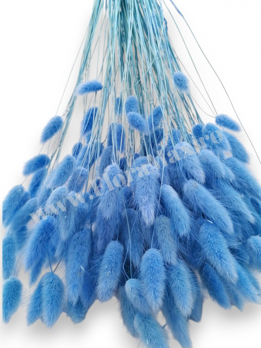 Lagurus uscat - Flori decorative naturale [3]
