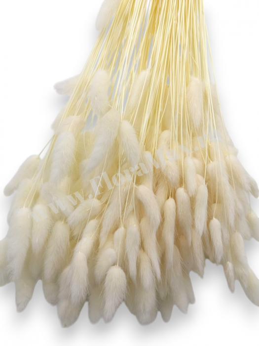 Lagurus uscat - Flori decorative naturale [3]