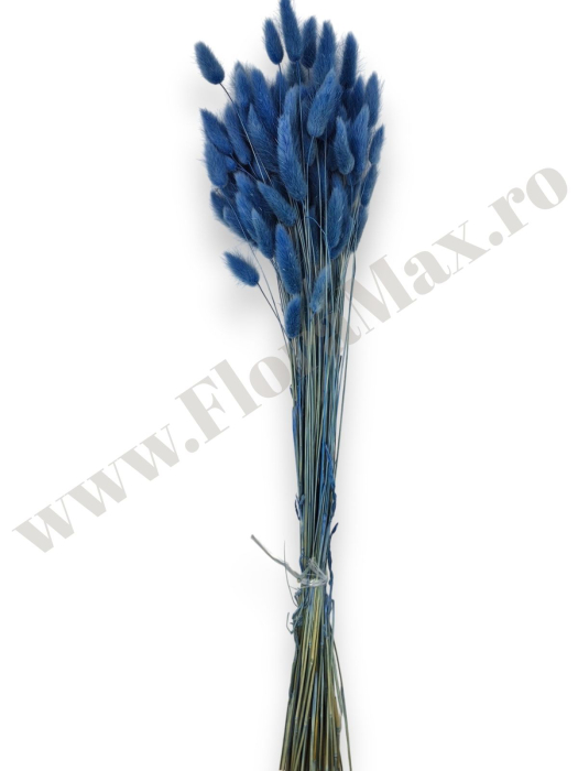 lagurus-50-grame-calitate-premium-buchete-mireasa-flori-uscate-criogenate [2]