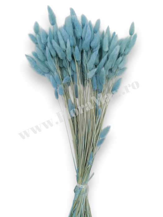 Lagurus uscat - Flori decorative naturale [2]