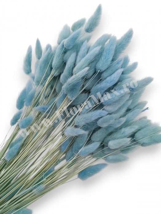 Lagurus uscat - Flori decorative naturale [1]