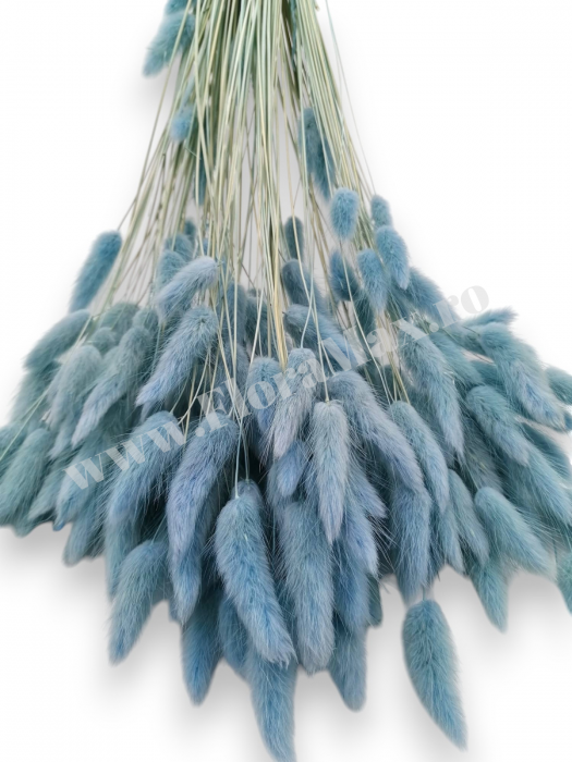 Lagurus uscat - Flori decorative naturale [3]