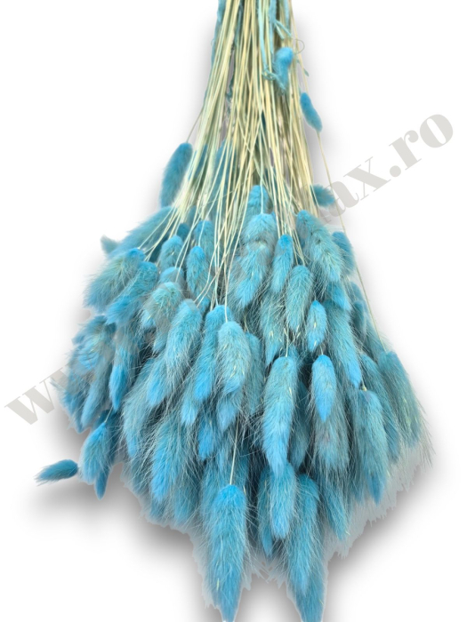 Lagurus uscat - Flori decorative naturale [3]