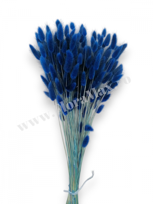 Lagurus uscat - Flori decorative naturale [2]