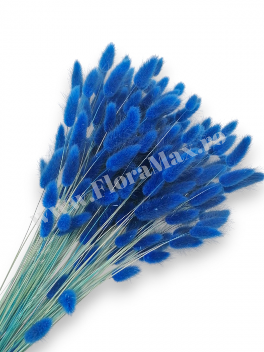 Lagurus uscat - Flori decorative naturale [1]