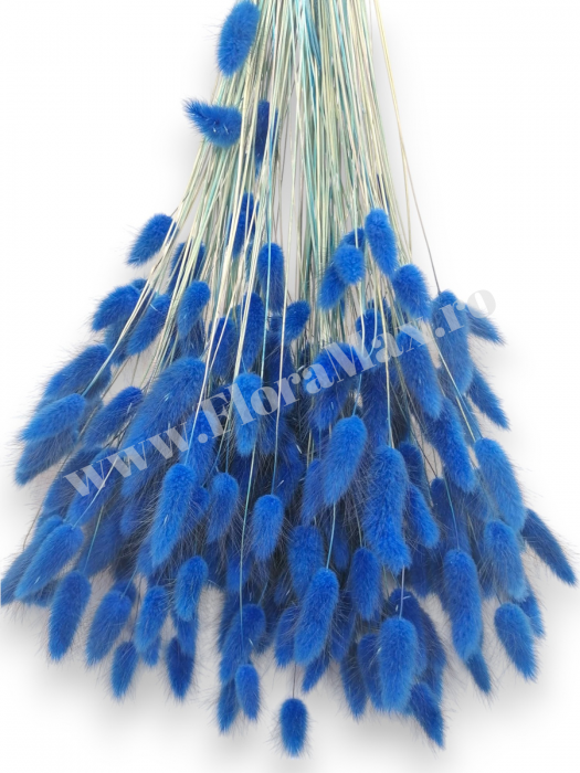 Lagurus uscat - Flori decorative naturale [3]