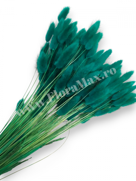 Lagurus uscat - Flori decorative naturale [1]