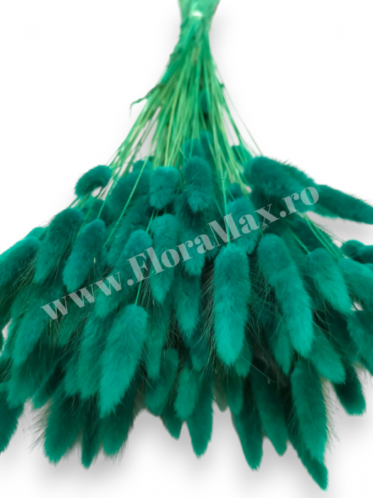 Lagurus uscat - Flori decorative naturale [3]