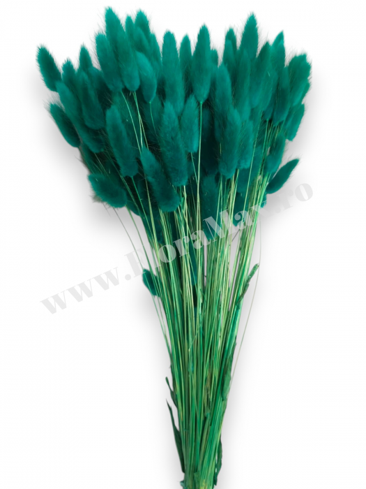 Lagurus uscat - Flori decorative naturale [2]