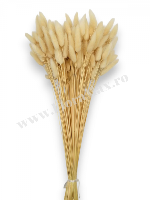 Lagurus uscat - Flori decorative naturale [2]