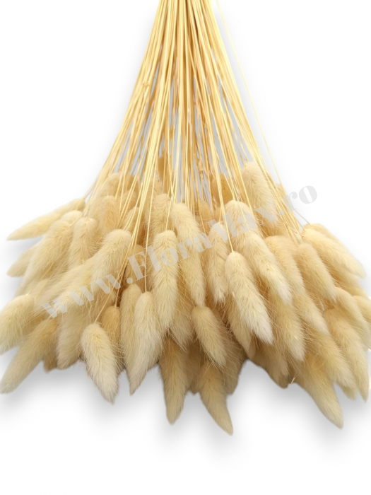 Lagurus uscat - Flori decorative naturale [3]