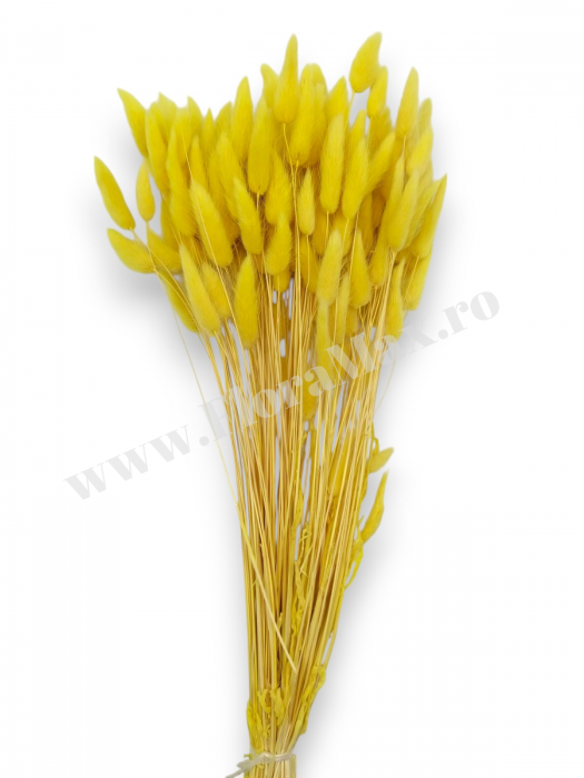 Lagurus uscat - Flori decorative naturale [2]
