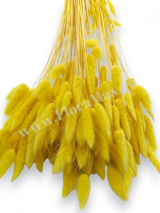 Lagurus uscat - Flori decorative naturale [3]