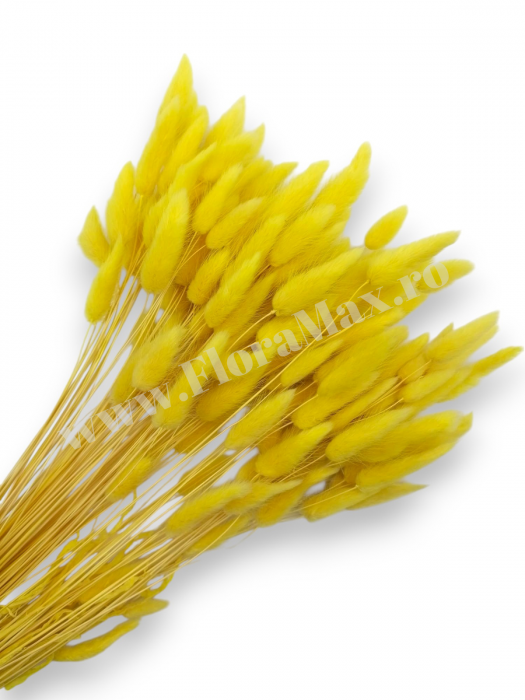 Lagurus uscat - Flori decorative naturale [1]