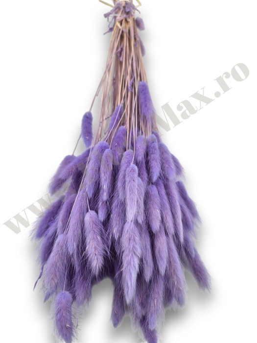 Lagurus uscat - Flori decorative naturale [3]