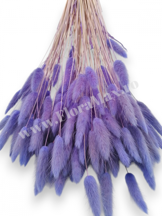Lagurus uscat - Flori decorative naturale [3]
