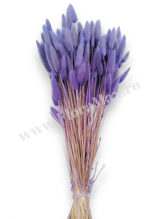 Lagurus uscat - Flori decorative naturale [2]