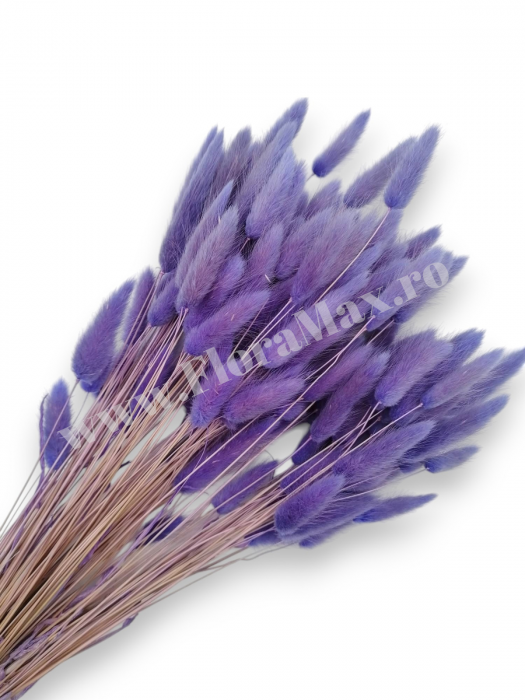 Lagurus uscat - Flori decorative naturale [1]