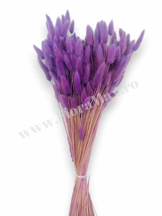 Lagurus uscat - Flori decorative naturale [2]