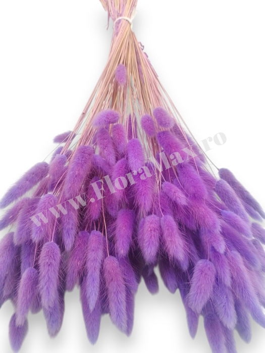 Lagurus uscat - Flori decorative naturale [3]