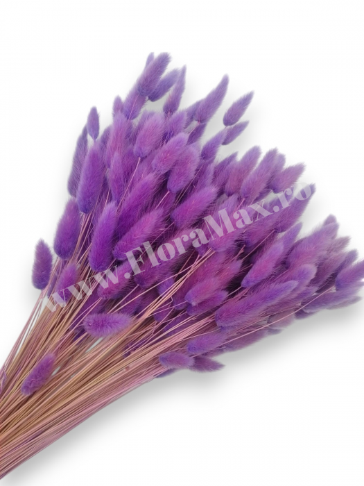 Lagurus uscat - Flori decorative naturale [1]