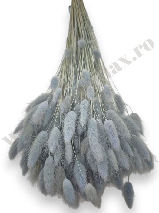 Lagurus uscat - Flori decorative naturale [2]