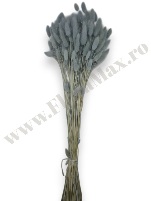 Lagurus uscat - Flori decorative naturale [3]