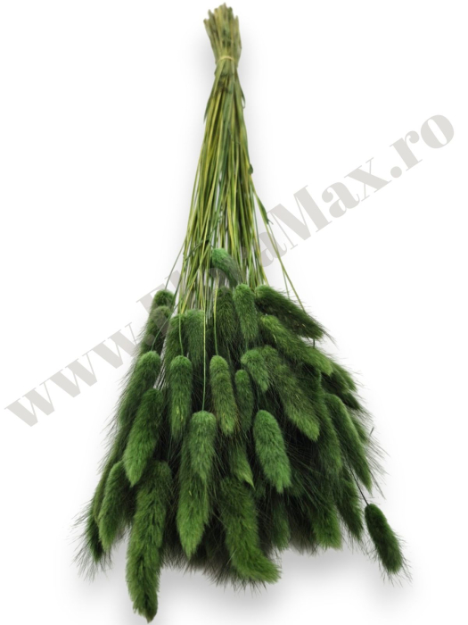 lagurus-50-grame-calitate-premium-buchete-mireasa-flori-uscate-criogenate [3]