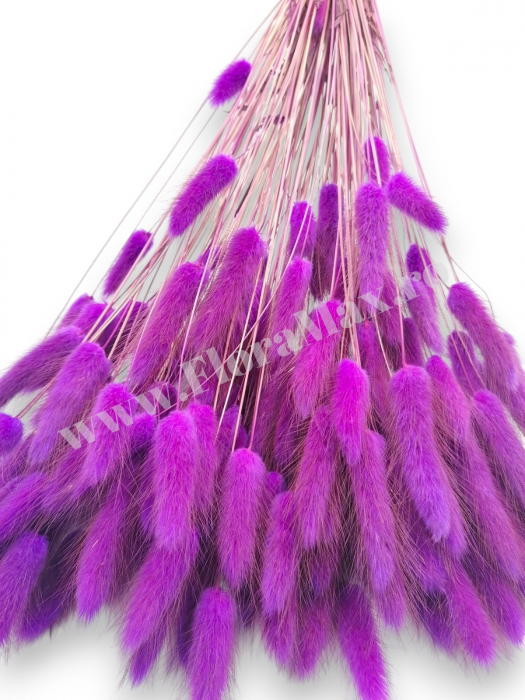 Lagurus uscat - Flori decorative naturale [3]