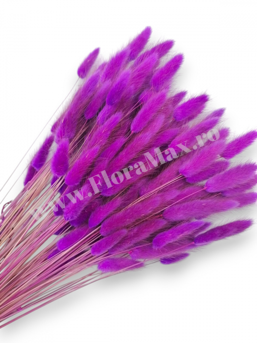 Lagurus uscat - Flori decorative naturale [1]