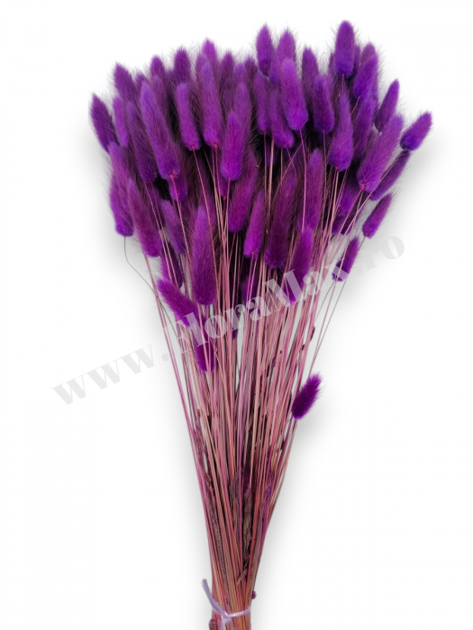Lagurus uscat - Flori decorative naturale [2]