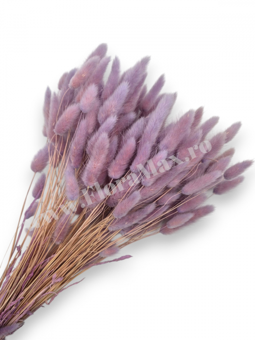Lagurus uscat - Flori decorative naturale [1]