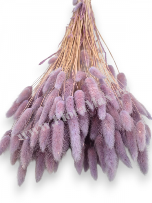 Lagurus uscat - Flori decorative naturale [3]