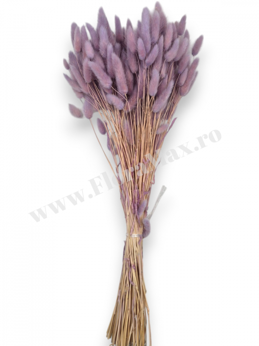 Lagurus uscat - Flori decorative naturale [2]