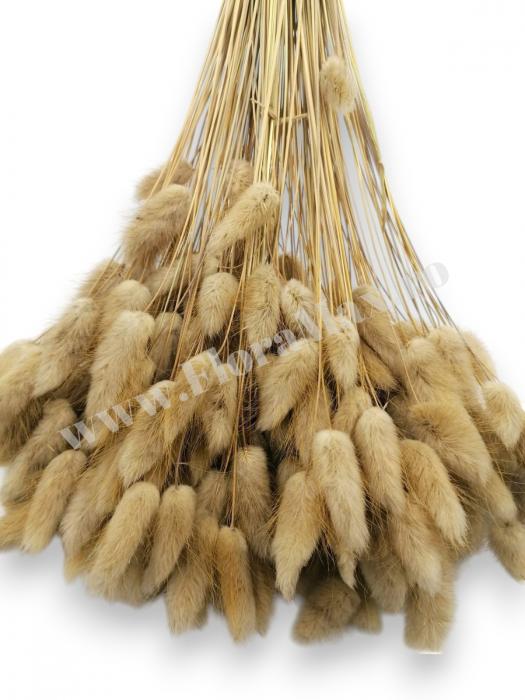 Lagurus uscat - Flori decorative naturale [3]