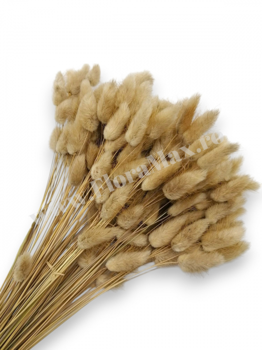 Lagurus uscat - Flori decorative naturale [1]