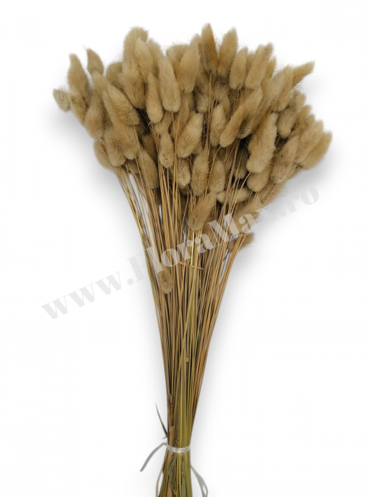 Lagurus uscat - Flori decorative naturale [2]