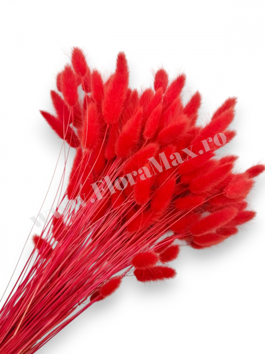 Lagurus uscat - Flori decorative naturale [1]